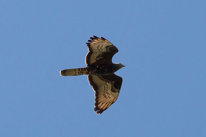 Falco pecchiaiolo  - Dome Niko