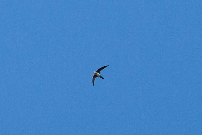 Rondone maggiore  - Dome Niko