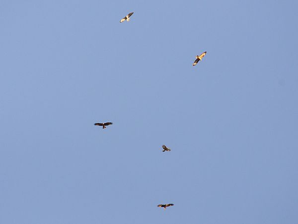 Falco pecchiaiolo  - Dome Niko