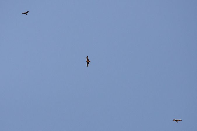 Nibbio bruno  - Dome Niko