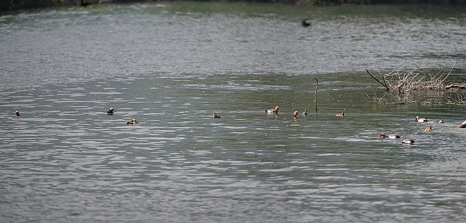 Fistione turco  - Carlo Goglio