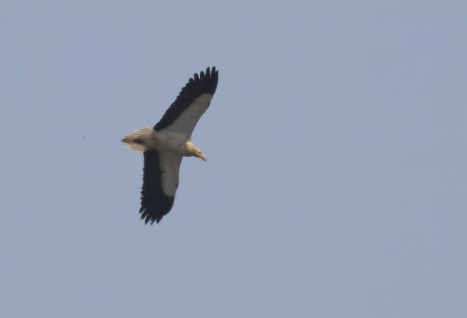 Capovaccaio  - Antonio Verduci