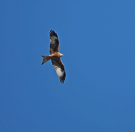 Nibbio reale  - Marco Esposito