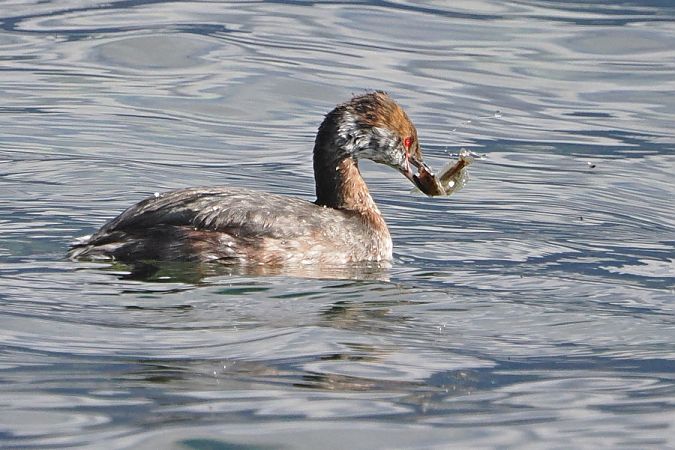 Svasso cornuto  - Marco Esposito