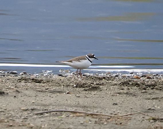 Corriere piccolo  - Marco Esposito