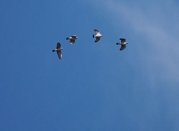 Colombaccio  - Marco Esposito