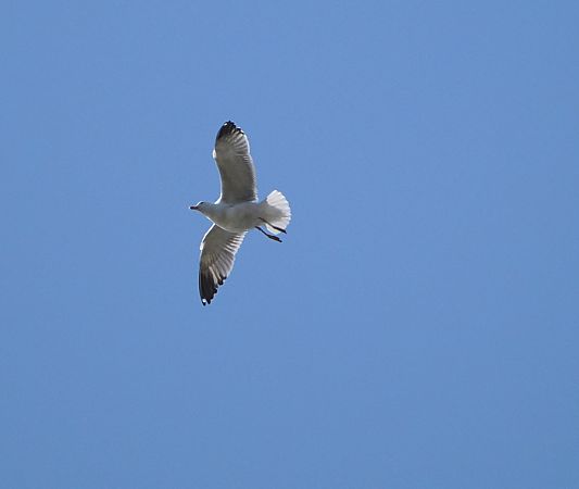 Gabbiano reale  - Marco Esposito