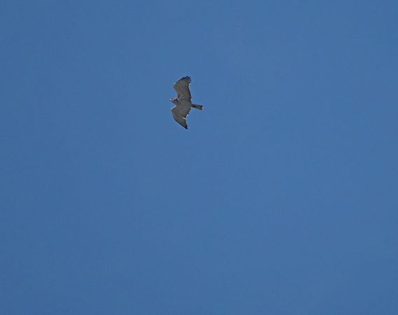 Biancone  - Marco Esposito