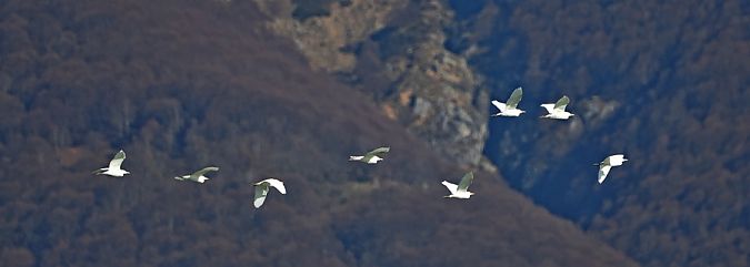 Airone guardabuoi  - Marco Esposito