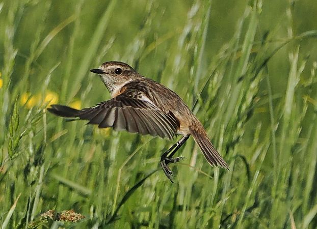 Saltimpalo comune  - Marco Esposito