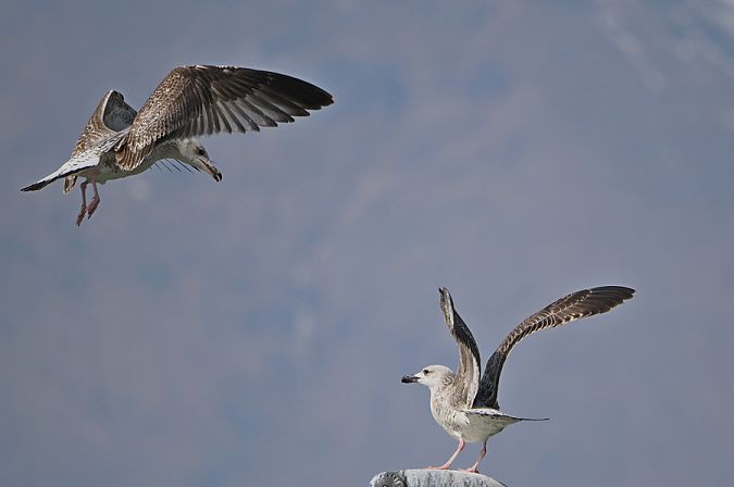 Gabbiano reale  - Marco Esposito