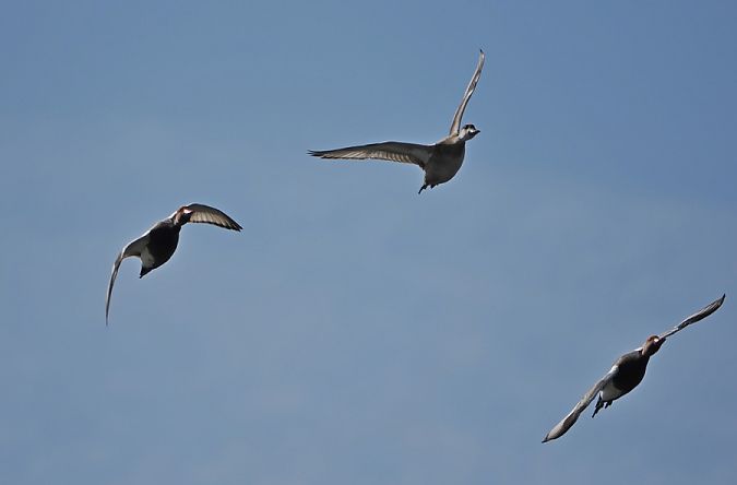 Red-crested Pochard  - Marco Esposito