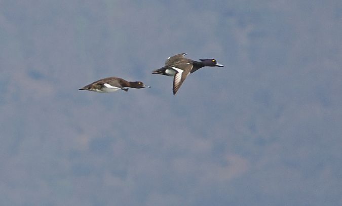 Moretta  - Marco Esposito