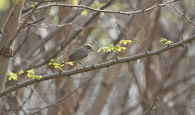 Codirosso  - Marco Esposito