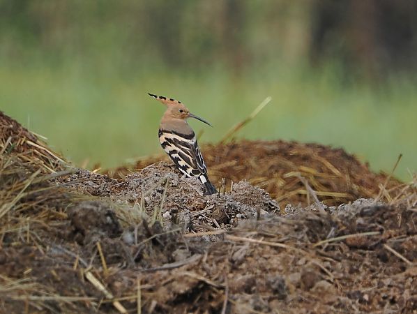 Upupa  - Marco Esposito