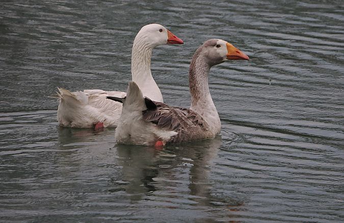 Oca domestica  - Marco Esposito