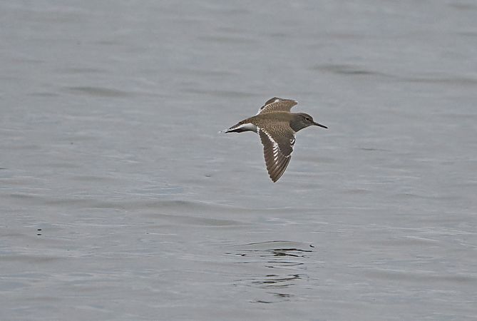 Piro-piro piccolo  - Marco Esposito