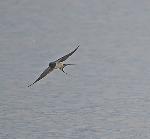 Rondine  - Marco Esposito