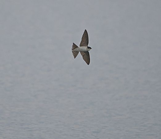 Balestruccio  - Marco Esposito