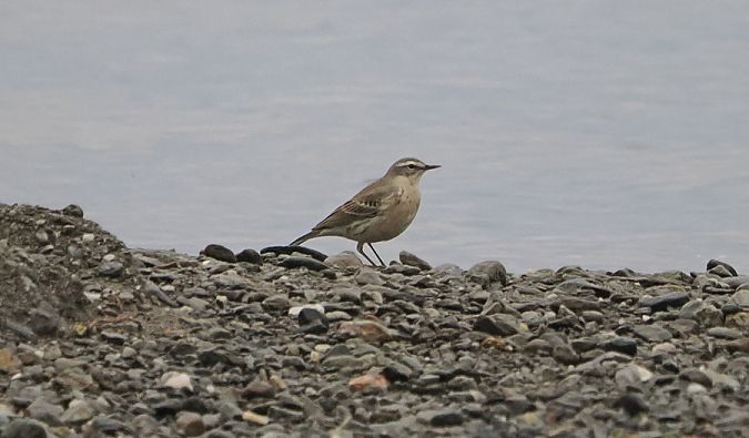 Spioncello  - Marco Esposito