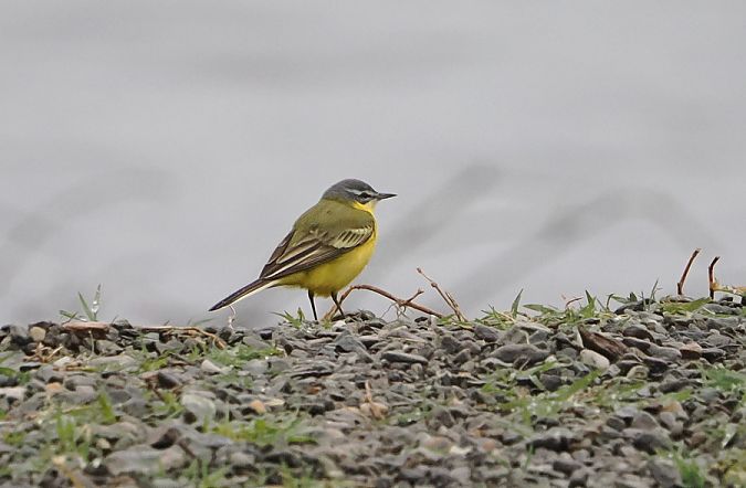 Cutrettola  - Marco Esposito