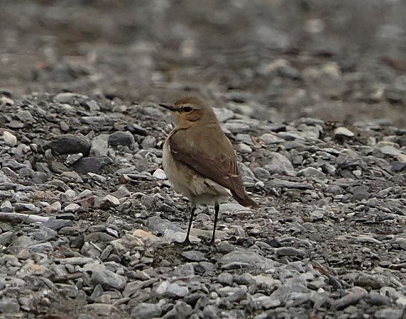 Culbianco  - Marco Esposito