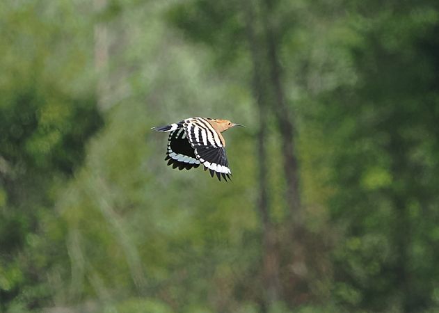 Upupa  - Marco Esposito