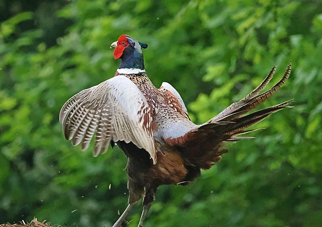 Fagiano comune  - Marco Esposito