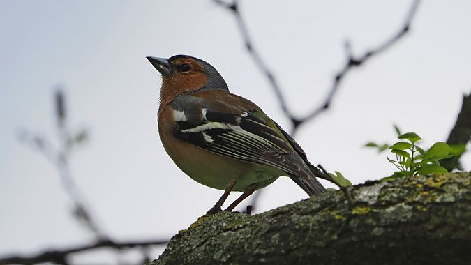 Fringuello  - Marco Esposito