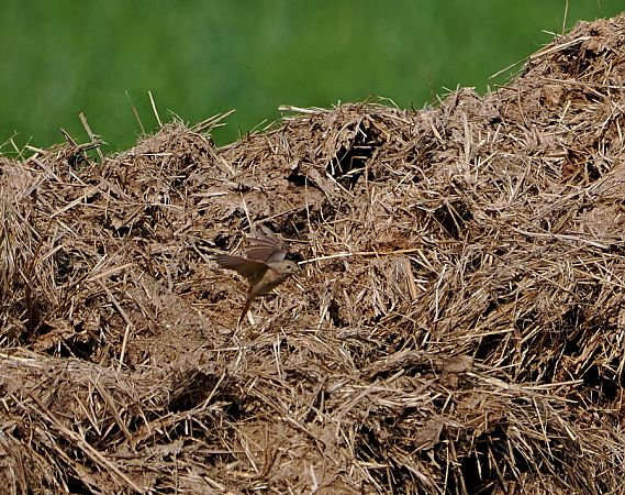 Codirosso  - Marco Esposito