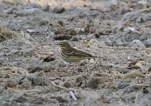 Prispolone  - Marco Esposito