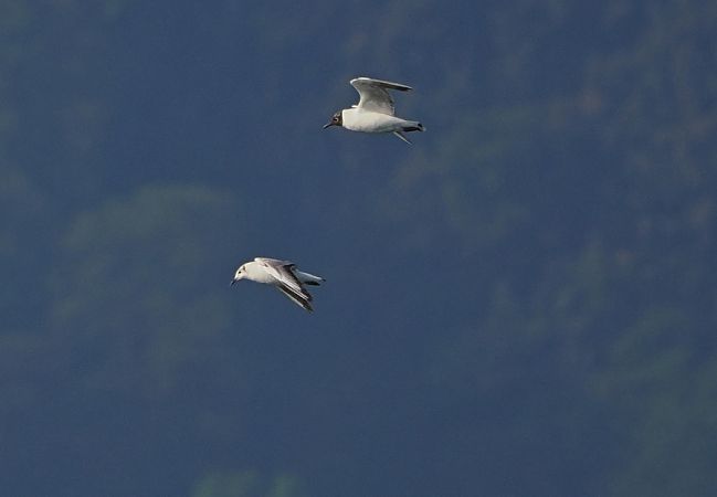 Gabbiano comune  - Marco Esposito