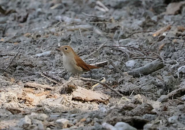 Usignolo  - Marco Esposito