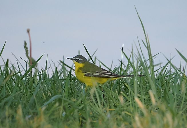 Cutrettola  - Marco Esposito