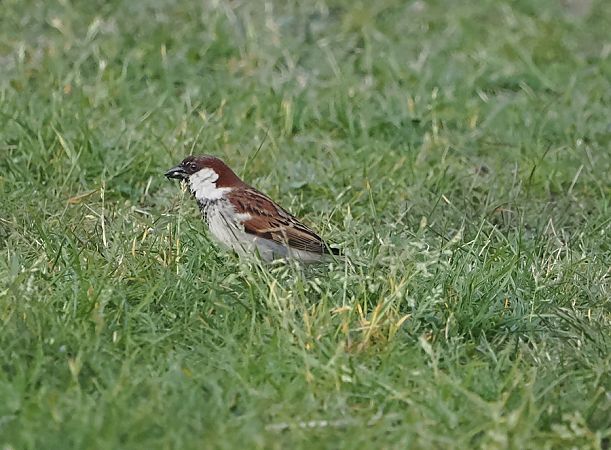 Passera d'Italia  - Marco Esposito