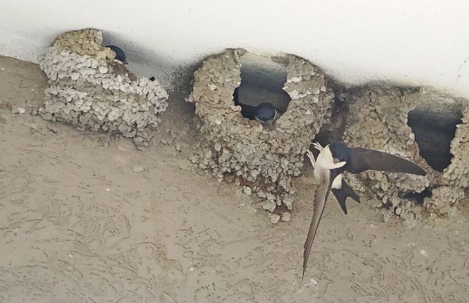 Balestruccio  - Marco Esposito