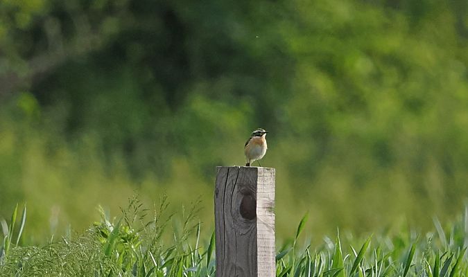 Stiaccino  - Marco Esposito