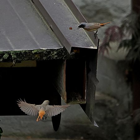 Codirosso  - Marco Esposito