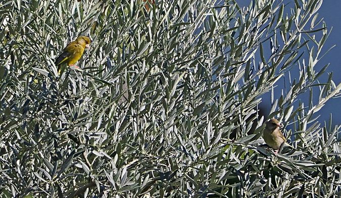 Verdone  - Marco Esposito