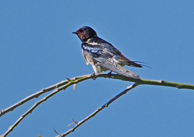 Rondine  - Marco Esposito