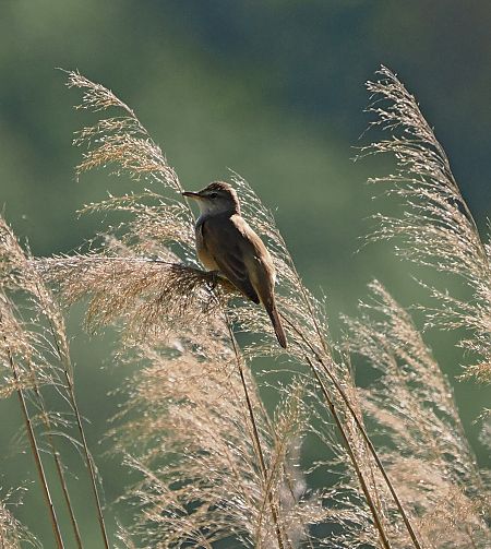 Cannareccione  - Marco Esposito