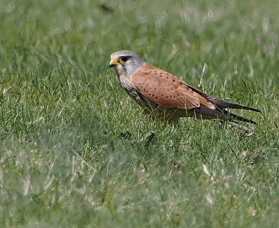 Gheppio  - Marco Esposito