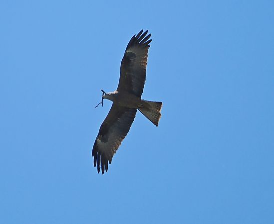 Nibbio bruno  - Marco Esposito