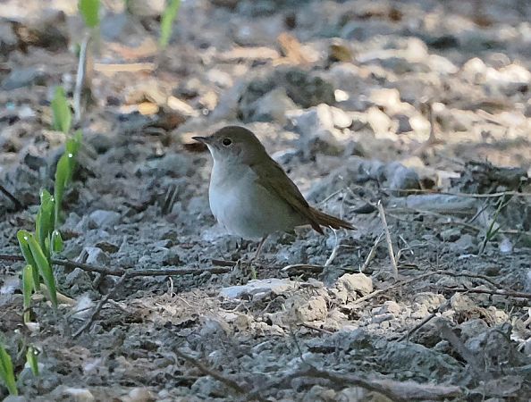 Usignolo  - Marco Esposito