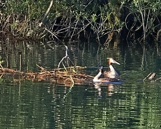 Svasso maggiore  - Marco Esposito