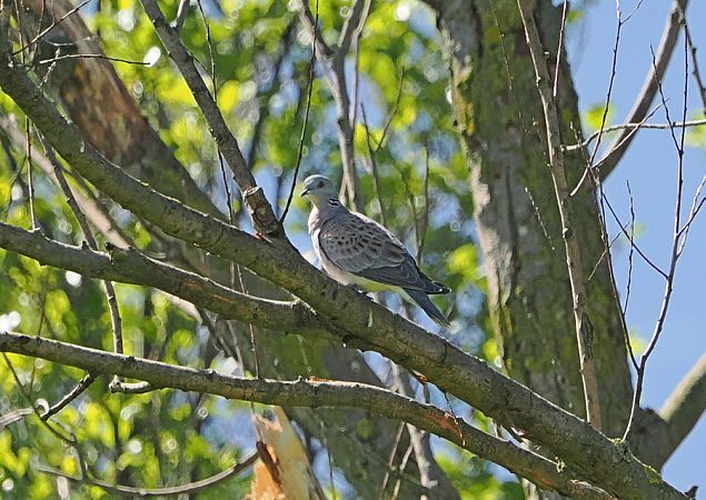 Tortora selvatica  - Marco Esposito