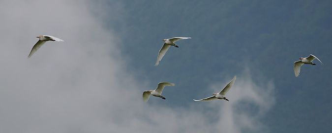 Airone guardabuoi  - Marco Esposito