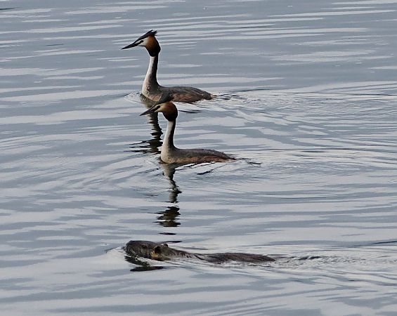 Svasso maggiore  - Marco Esposito