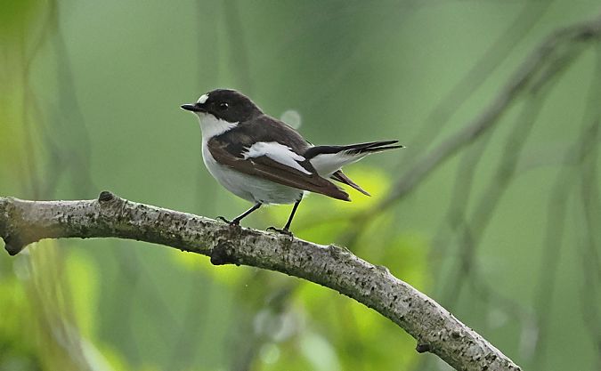 Balia nera  - Marco Esposito