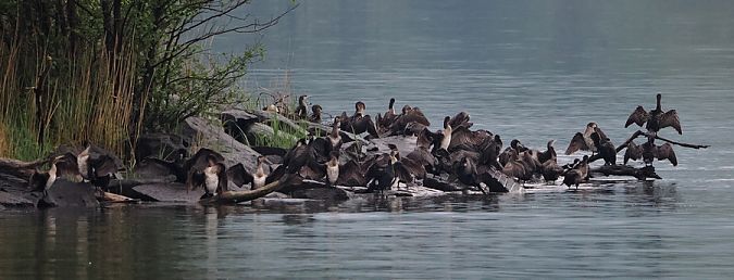 Cormorano  - Marco Esposito